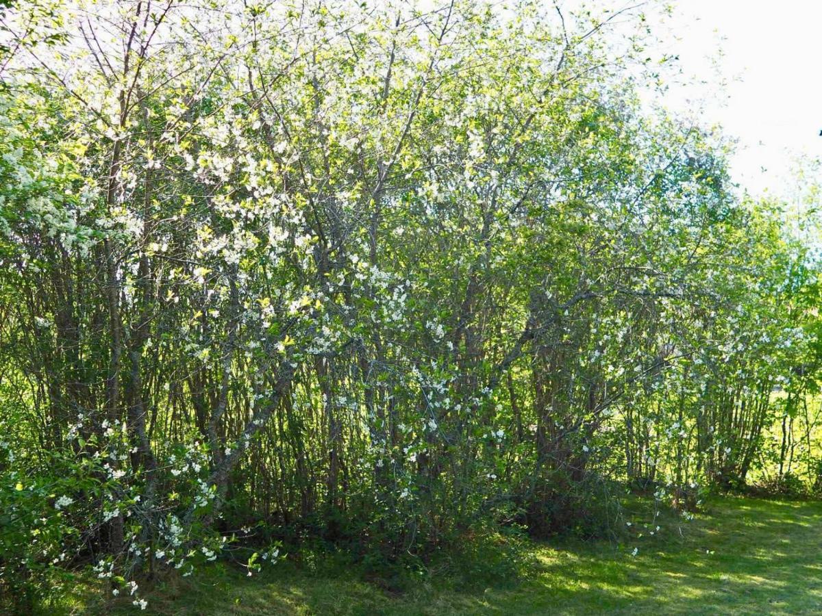 Orsastuguthyrning-Kyrkbyn Villa Dış mekan fotoğraf